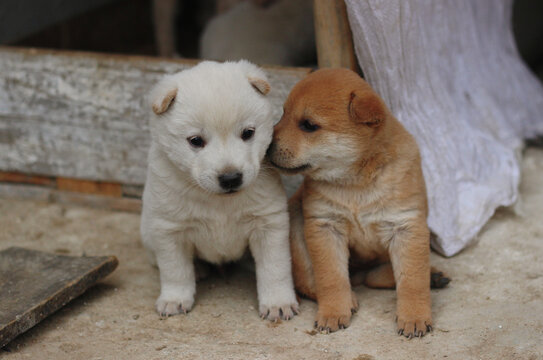 中华田园犬土狗幼崽