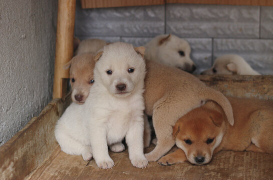 中华田园犬土狗幼崽