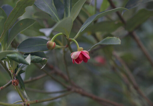 八角花茴香花