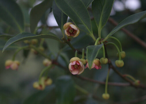 八角花茴香花