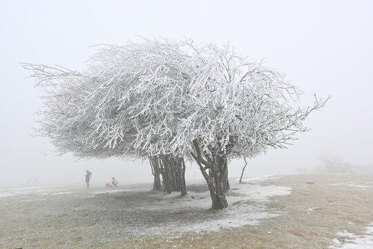 雪树