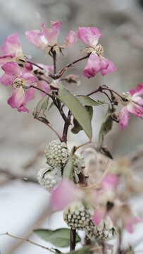 粉色月季花