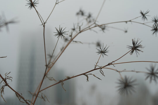 干花野草