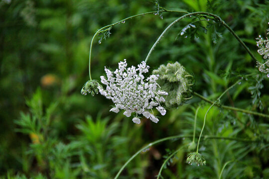 蛇床花小百花