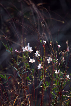 山桃草花