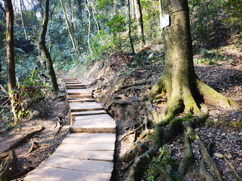 青城山登山步道石板路