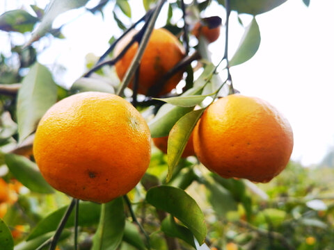 树枝上的橘子