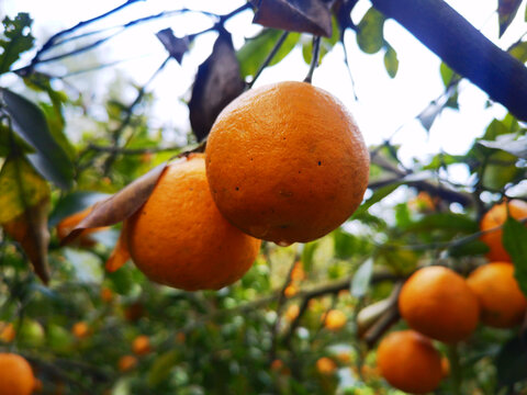 挂在枝头上的橘子
