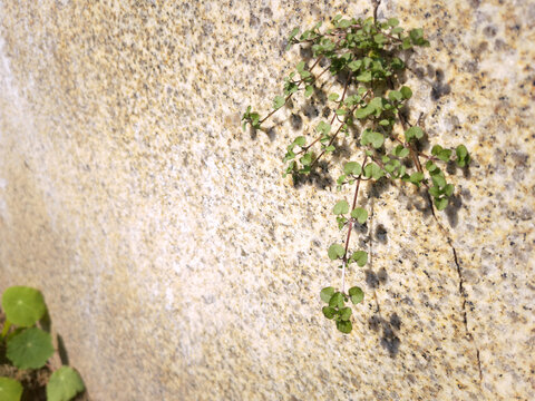 石缝中生长的小草