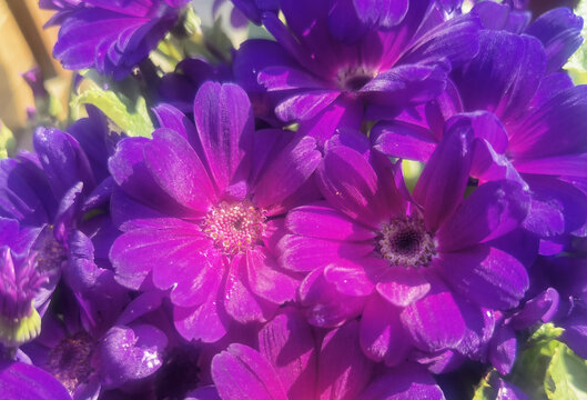 紫色瓜叶菊