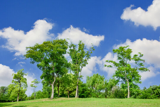 蓝天白云阳光绿树绿草地