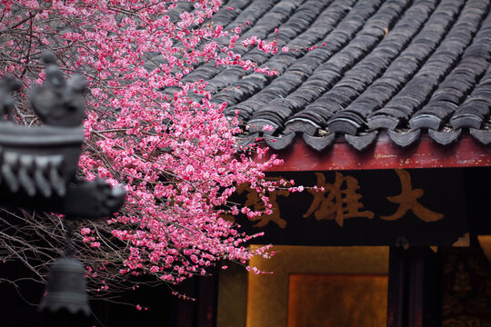 湖州铁佛寺梅花