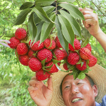 火山荔枝王