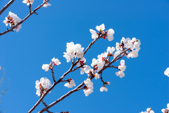 山桃花