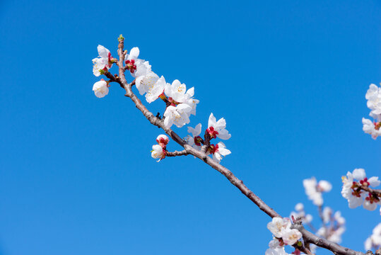 山桃花