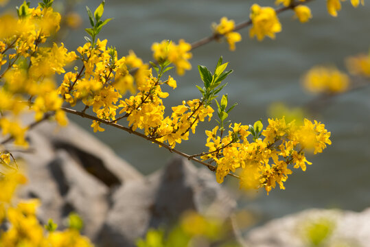 连翘花