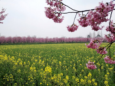 油菜花田