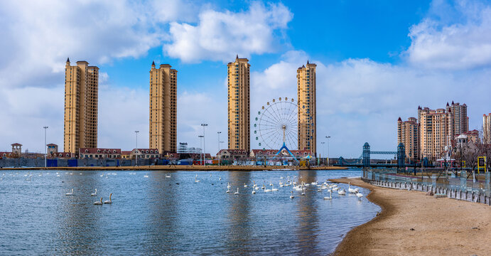 威海那香海白天鹅