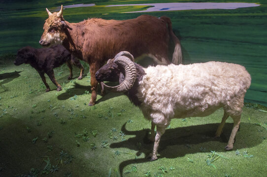 草原牛羊牲畜
