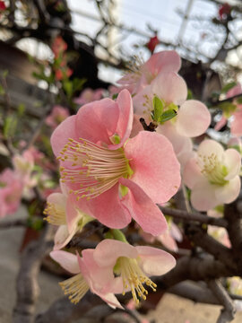 粉色海棠花