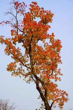 阳光红叶树