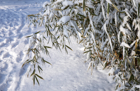 雪后竹林