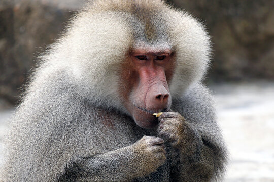 上海动物园生活着一群阿拉伯狒狒