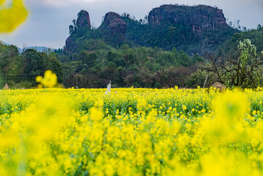 赣州于都县上欧村油菜花黄