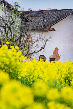 赣州于都县上欧村油菜花黄