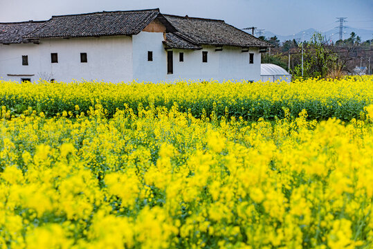 赣州于都县上欧村油菜花黄