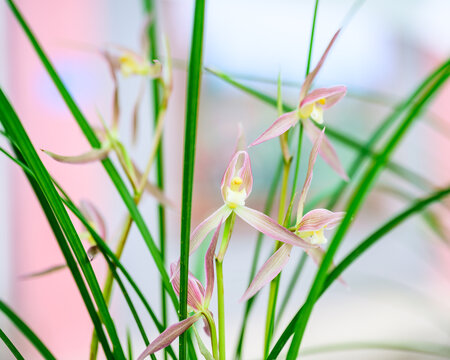 兰花兰草春兰开花