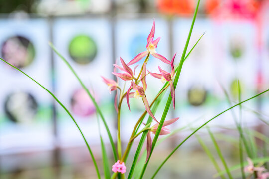 兰花兰草春兰开花