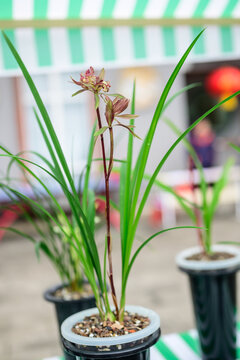 兰花兰草春兰开花