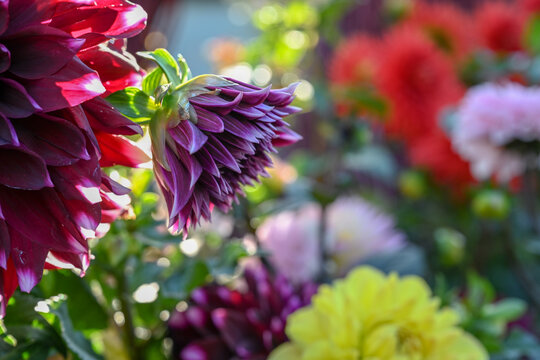 菊花彩菊线菊花朵百日菊野菊花