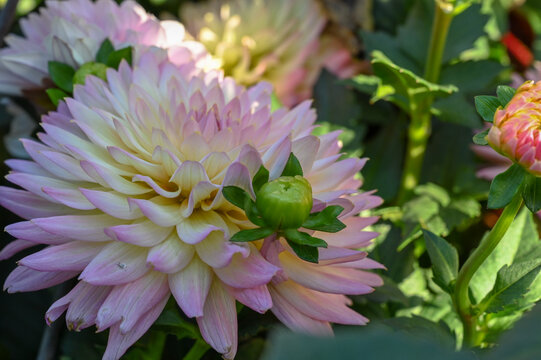 菊花彩菊线菊花朵百日菊野菊花