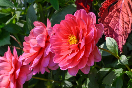 菊花彩菊线菊花朵百日菊野菊花