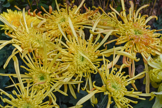 菊花彩菊线菊花朵百日菊野菊花