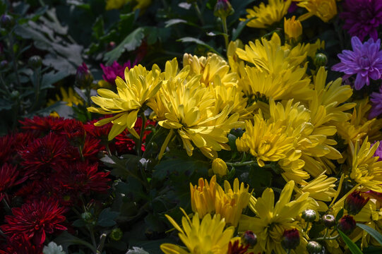 菊花彩菊线菊花朵百日菊野菊花