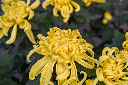 菊花彩菊线菊花朵百日菊野菊花