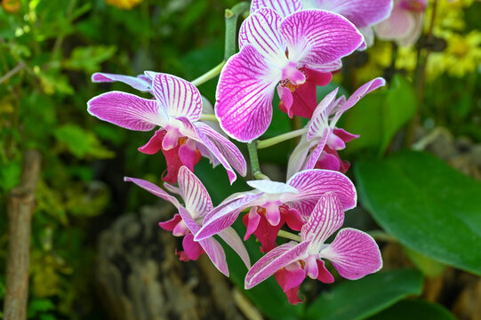 蝴蝶兰盛开兰花特写四季兰花开花