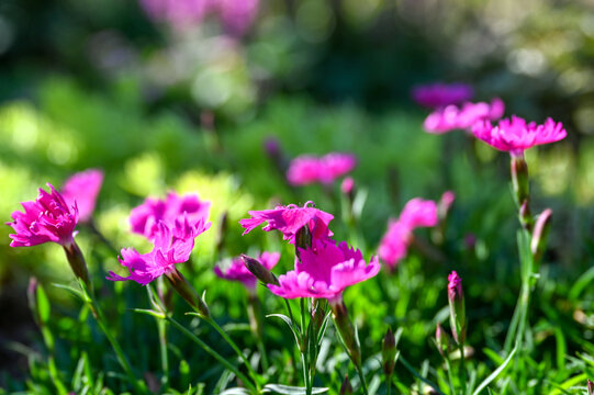 石竹花