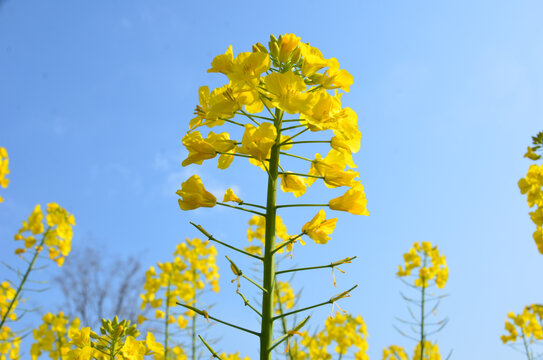 唯吾独尊油菜花