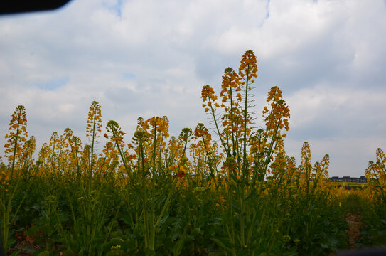 多彩油菜花