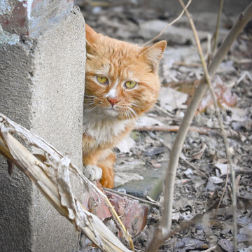 狸花猫