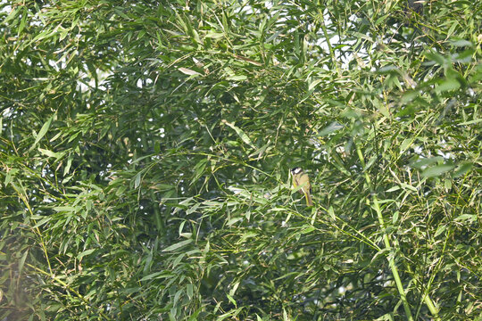 竹林中的小鸟