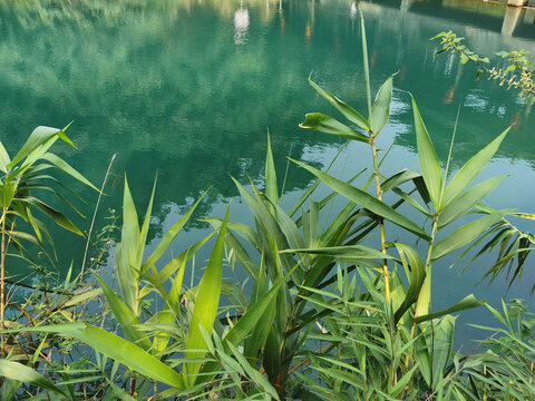 湖景杂草