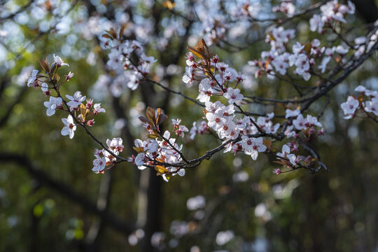 李花