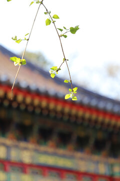 北京故宫建筑花草