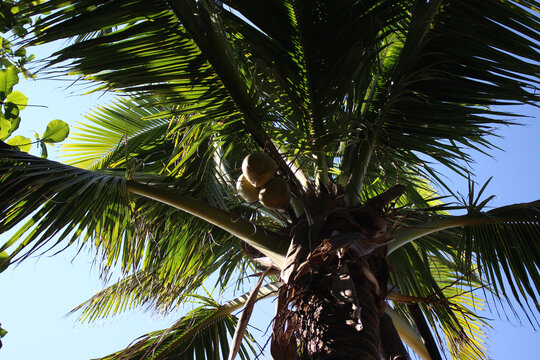 仰视椰子树上的椰子