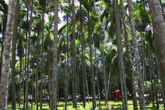 槟榔树林